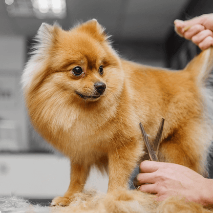 Grooming Scissors Kit