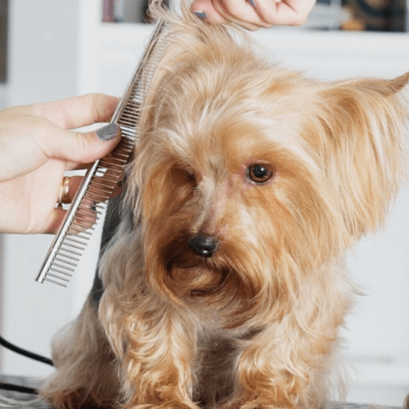 Grooming Scissors Kit