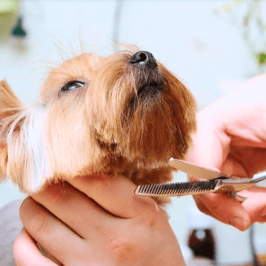 Grooming Scissors Kit